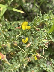 Crotalaria eremicola