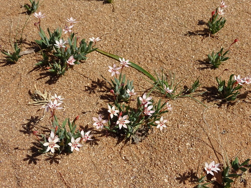 Image of Lapeirousia arenicola by no rights reserved