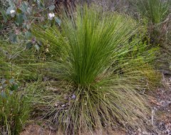 Xanthorrhoea platyphylla
