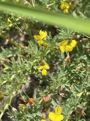 Crotalaria eremicola
