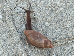 Euglandina rosea image