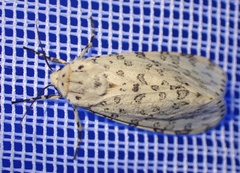 Alpenus