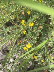 Crotalaria eremicola