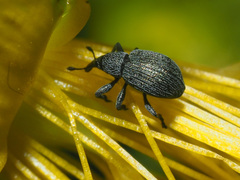 Pseudoperapion brevirostre