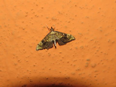 Choristostigma leucosalis