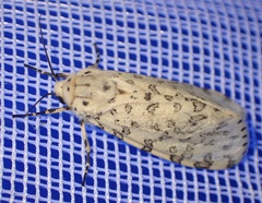 Alpenus