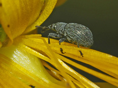 Pseudoperapion brevirostre
