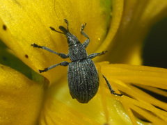 Pseudoperapion brevirostre
