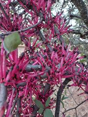 Tapinanthus rubromarginatus
