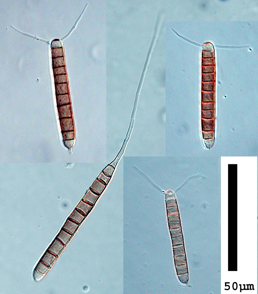 Camposporium