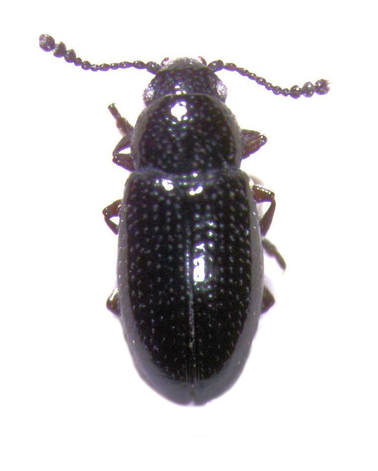 Loberus anthracinus