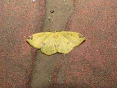 Periclina apricaria