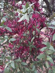 Tapinanthus rubromarginatus