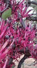Tapinanthus rubromarginatus