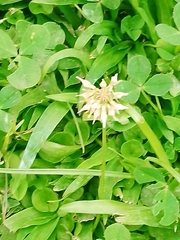 Trifolium repens