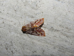 Caripeta hyperythrata