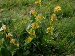Gentiana lutea lutea