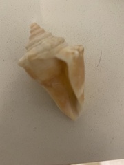Strombus alatus image