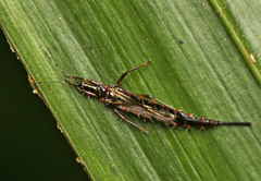 Idolothrips
