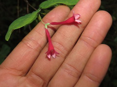 Lonicera mexicana