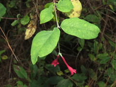 Lonicera mexicana