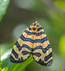Amphicallia bellatrix