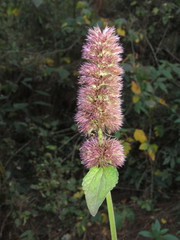 Agastache palmeri