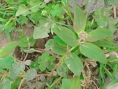 Euphorbia ophthalmica