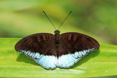 Tanaecia iapis puseda