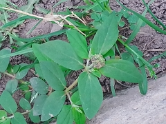 Euphorbia ophthalmica