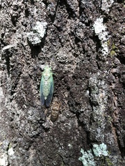 Neocicada hieroglyphica