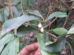 Ternstroemia sylvatica