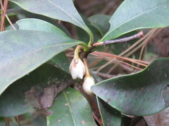 Ternstroemia sylvatica