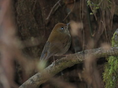 Catharus occidentalis
