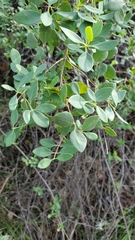 Lonicera subspicata denudata