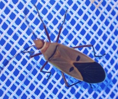 Dysdercus superstitiosus