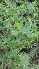 Lonicera subspicata denudata