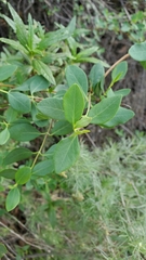 Lonicera subspicata denudata