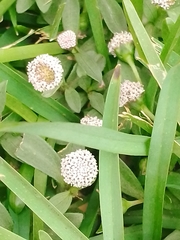 Spilanthes leiocarpa
