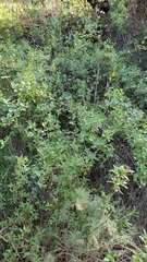 Lonicera subspicata denudata