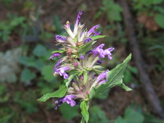 Agastache palmeri