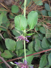 Agastache palmeri