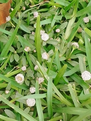 Spilanthes leiocarpa