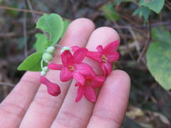 Lonicera mexicana