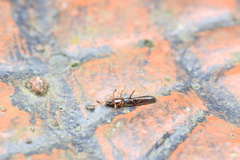Macropes varipennis