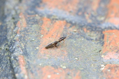 Macropes varipennis