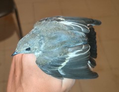 Ficedula hypoleuca hypoleuca