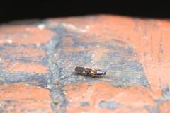 Macropes varipennis
