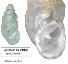 Carychium tridentatum