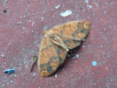 Melinodes detersaria